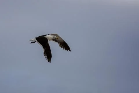 Seagull in flight Stock Photos