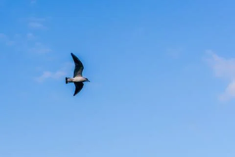 Seagull in flight Stock Photos