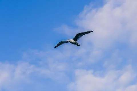 Seagull in flight Stock Photos