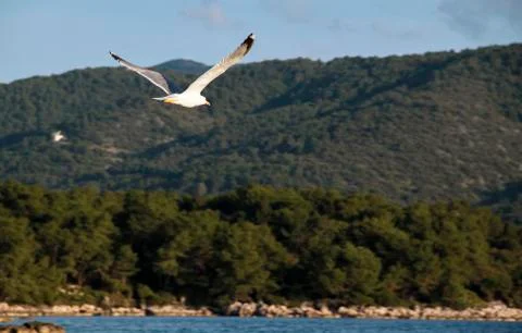 Seagull in flight Stock Photos