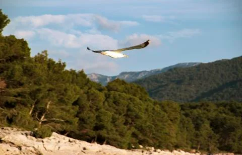 Seagull in flight Stock Photos