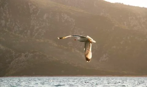 Seagull in flight Stock Photos