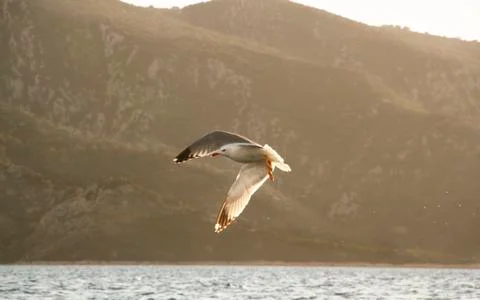 Seagull in flight Stock Photos