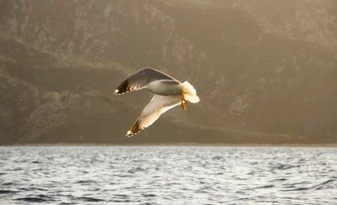 Seagull in flight Stock Photos