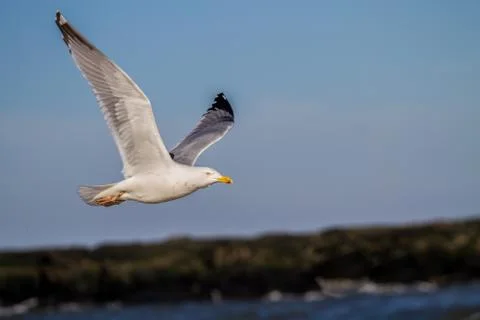 Seagull in flight Stock Photos
