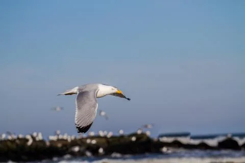 Seagull in flight Stock Photos