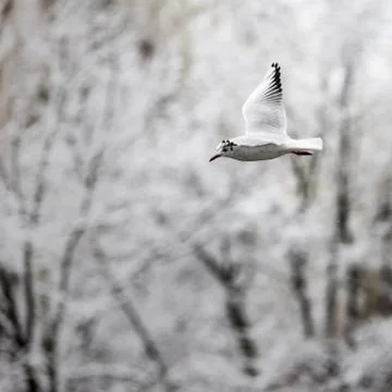 Seagull in flight Stock Photos