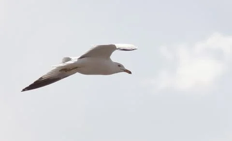 Seagull in Flight Stock Photos