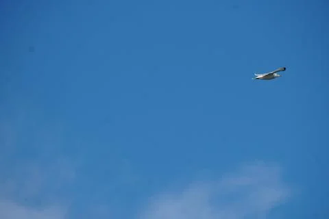 Seagull in flight Stock Photos