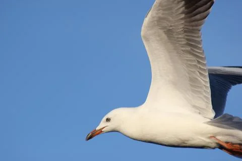 Seagull in flight Stock Photos