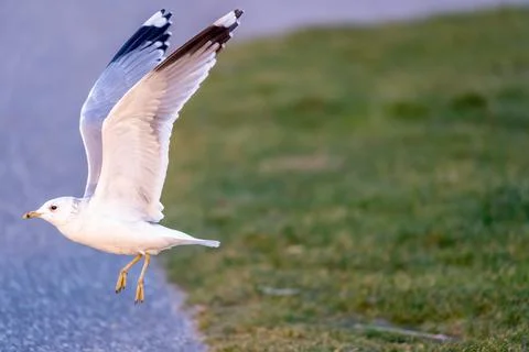 Seagull in Flight 写真素材