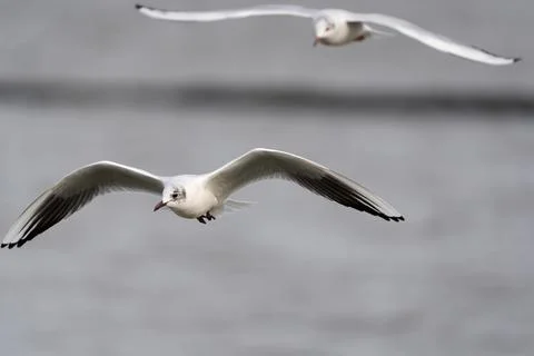 Seagull in flight 写真素材