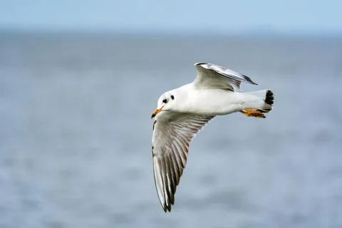 Seagull in flight 写真素材