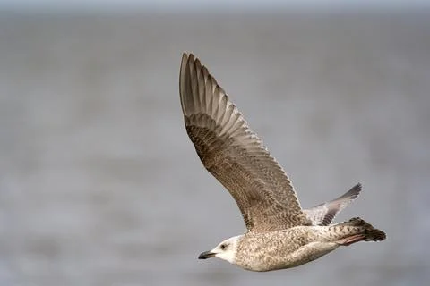 Seagull in flight 写真素材