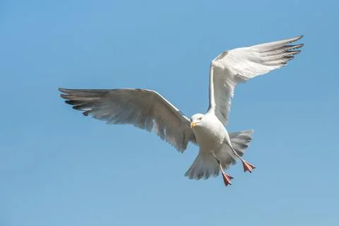 Seagull in flight Stock Photos