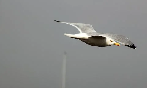 Seagull in flight Stock Photos