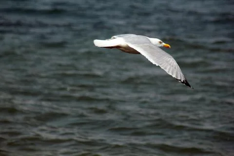 Seagull in flight Stock Photos