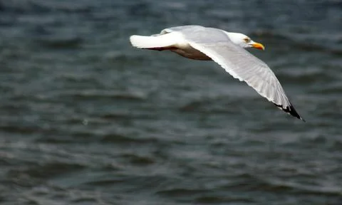 Seagull in flight Stock Photos