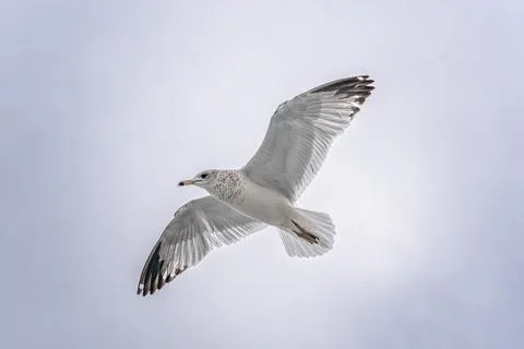 Seagull in flight Stock Photos