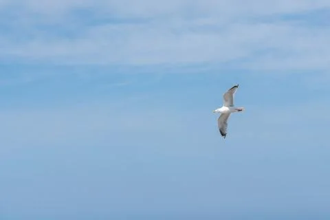 Seagull in flight Stock Photos