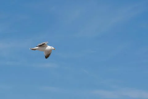 Seagull in flight Stock Photos