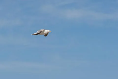 Seagull in flight Stock Photos