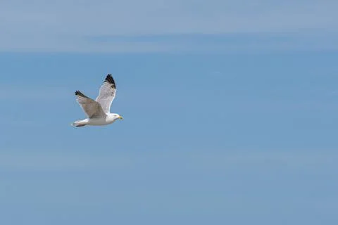 Seagull in flight Stock Photos