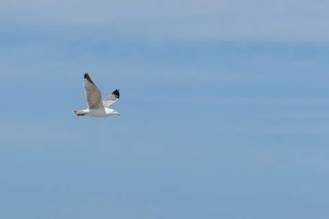 Seagull in flight Stock Photos
