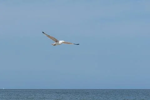 Seagull in flight Stock Photos