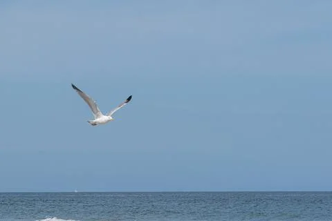 Seagull in flight Stock Photos