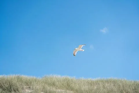 Seagull in flight Stock Photos