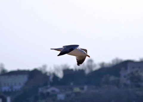 A seagull flight Stock Photos