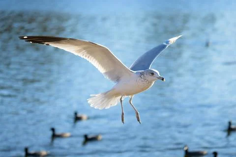 Seagull in flight Fotos Stock