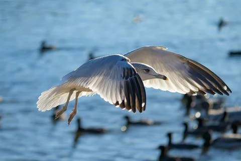 Seagull in flight Stock Photos