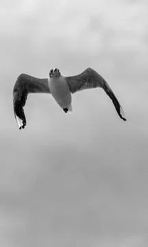 Seagull in Flight Stock Photos