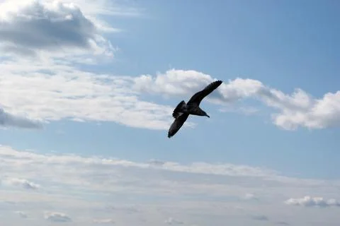 Seagull in flight Stock Photos