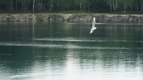 Seagull in Flight with Reflection on Lake Fotos Stock