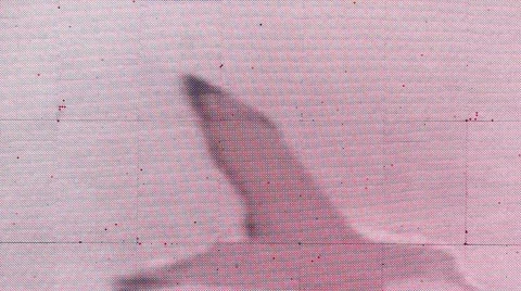 Seagull in flight, seen on a screen  Video stock 59842536