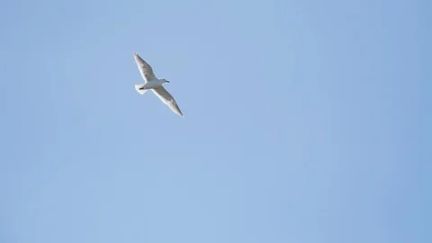 Seagull in flight slow mo Vídeo Stock 122231233