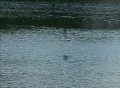 Seagull In Flight Slow Motion 01 Footage