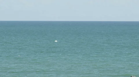 Seagull in flight slow motion Stock Footage 42702423