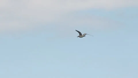 Seagull in Flight, Slow Motion Vidéo 141380429