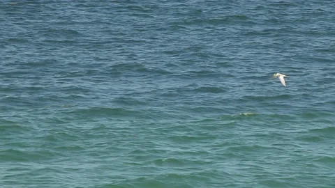 Seagull in Flight, Slow Motion Vidéo 141381193