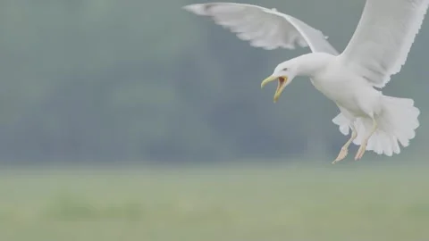 Seagull in flight in slow motion, herring gull bird flying in sky Vidéo 276694041