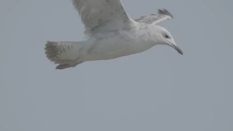 Seagull in flight in slow motion, herring gull bird flying in sky Vidéo 279671653