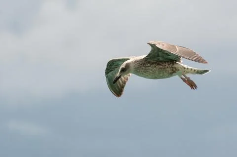 Seagull in flight with spread wings on cloudy background Stock Photos