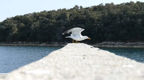 Seagull Flight Take Off Slow Motion - Seagull Fly Off - Flying Off Stock-Footage 50493176