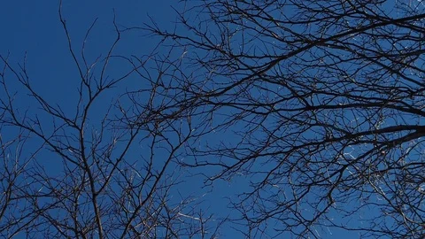 Seagull flight through branches Stock Footage 101037429