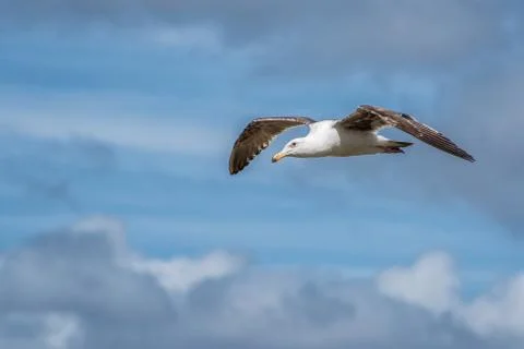 Seagull in Flight through a Cloudy Sky 1 Stock Photos