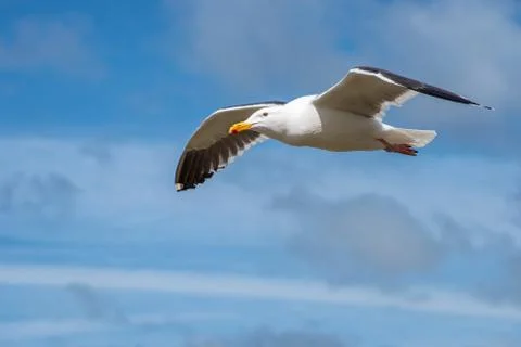 Seagull in Flight through a Cloudy Sky 2 Stock Photos